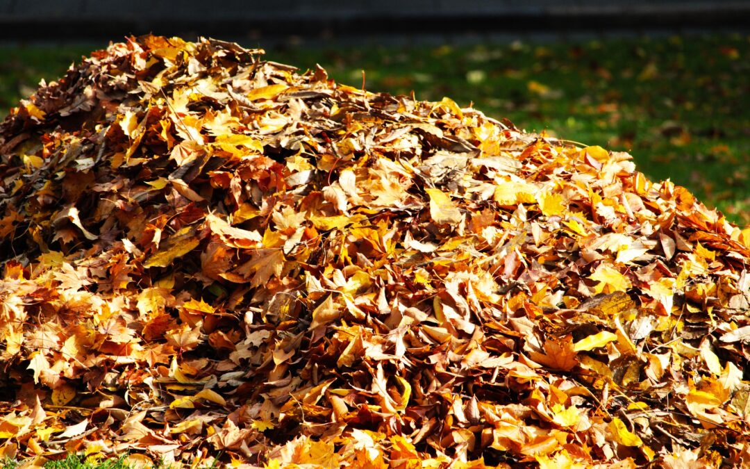 Jak obracać jesiennymi liśćmi w ogrodzie? Oszczędzaj czas dzięki odkurzaczom i dmuchawom do liści.